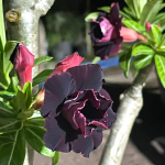 Адениум QUEEN BLACK PINK