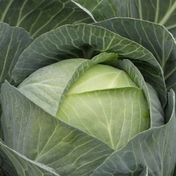 Сторидор F1 семена капусты белокочанной (Syngenta / ALEXAGRO) культура – фото 2