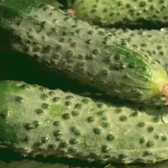 Герман F1 семена огурца (Seminis / ALEXAGRO) культура – фото 12