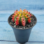 Gymnocalycium Variegata (Гимнокалициум Вариегатный)