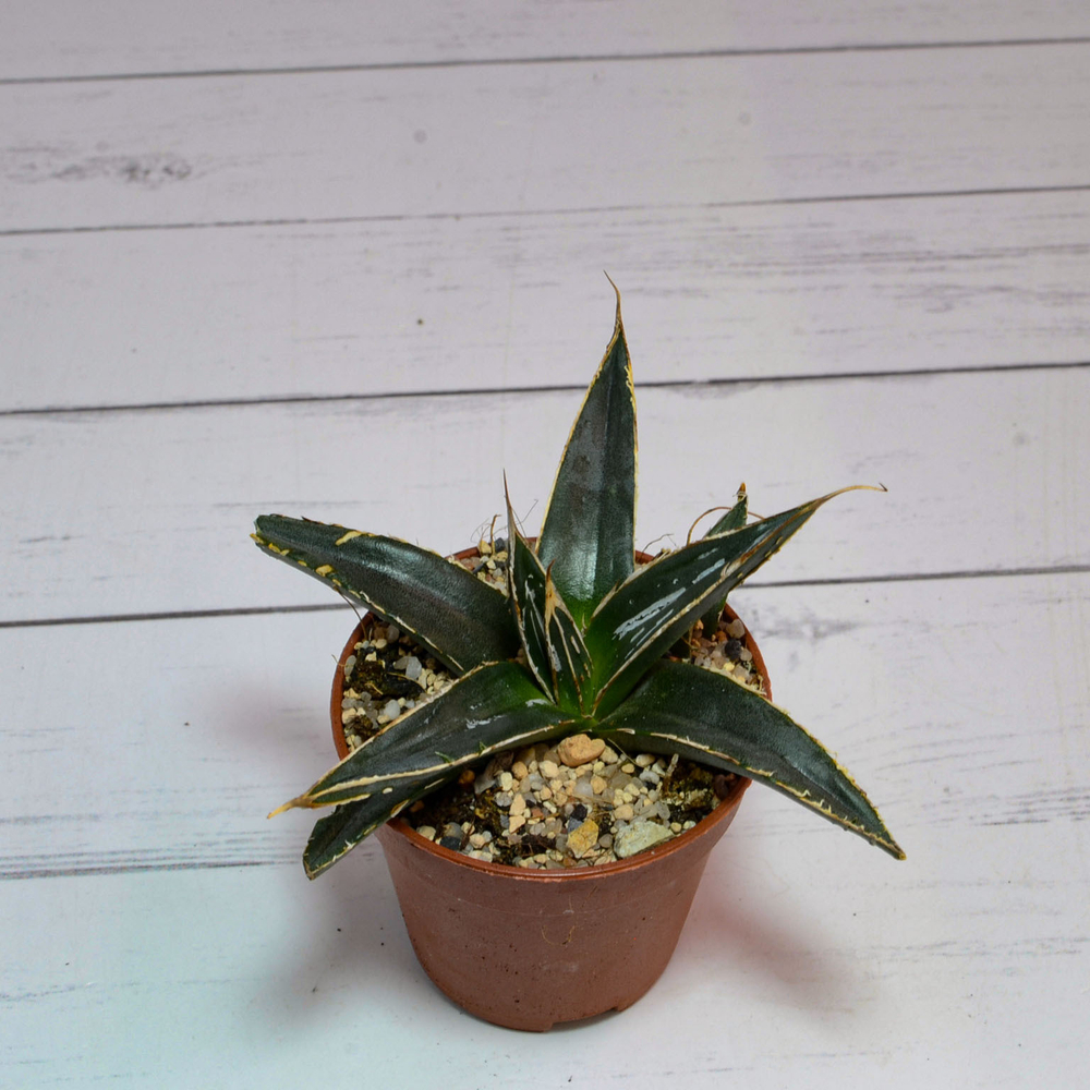 Agave Victoriae-Reginae (Агава)