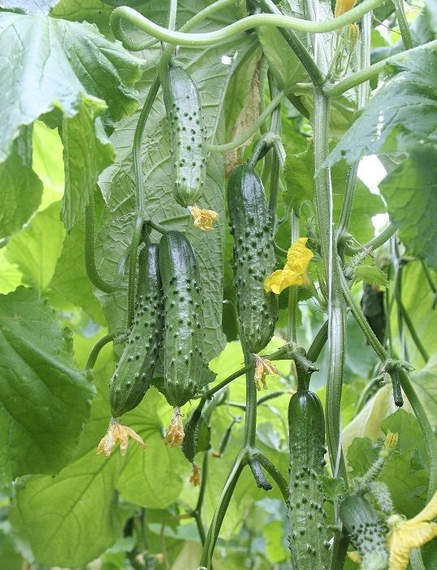 Магнит F1 семена огурца пчелоопыляемого (Гавриш) – фото 5