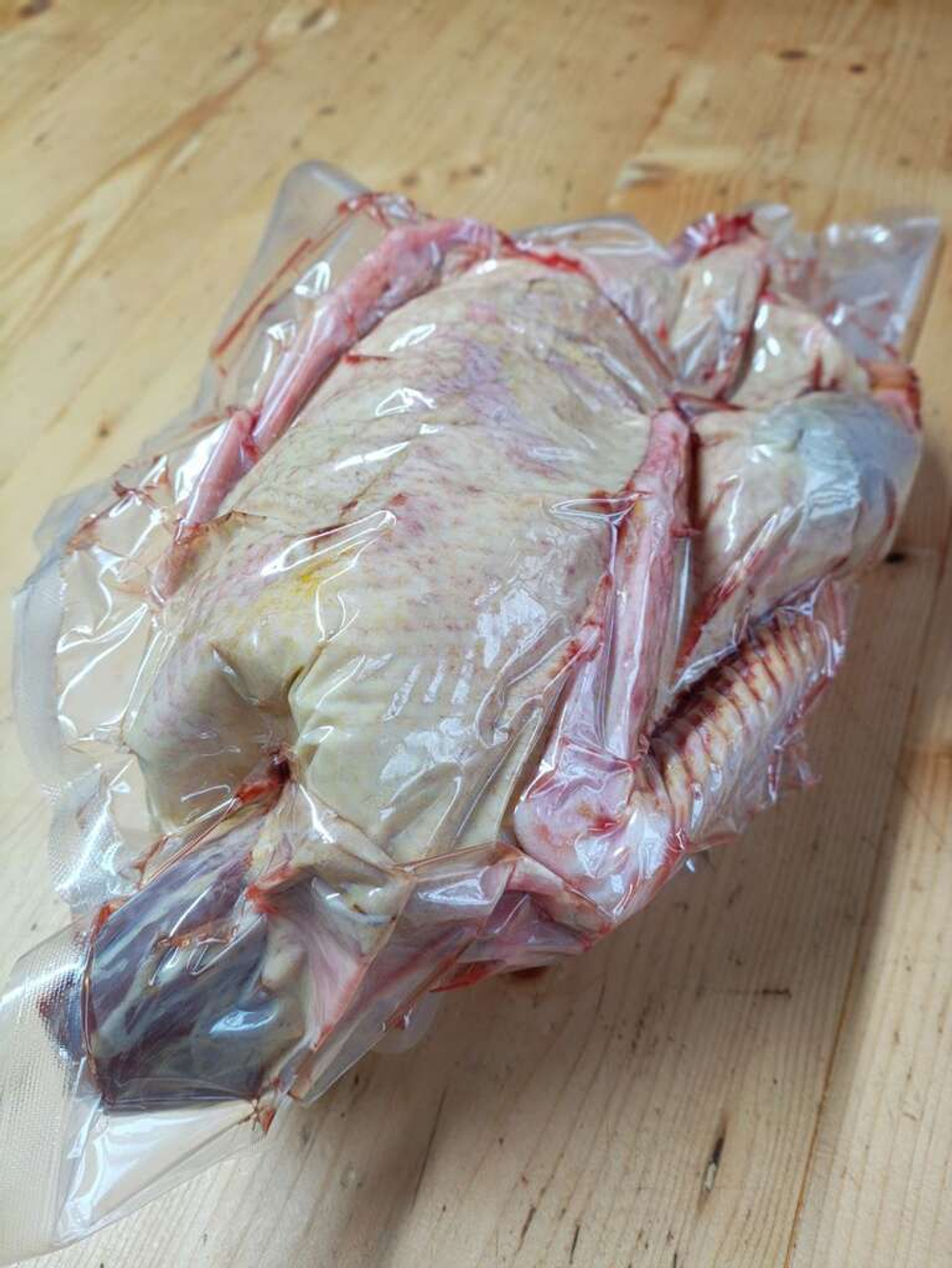 Гусь домашний