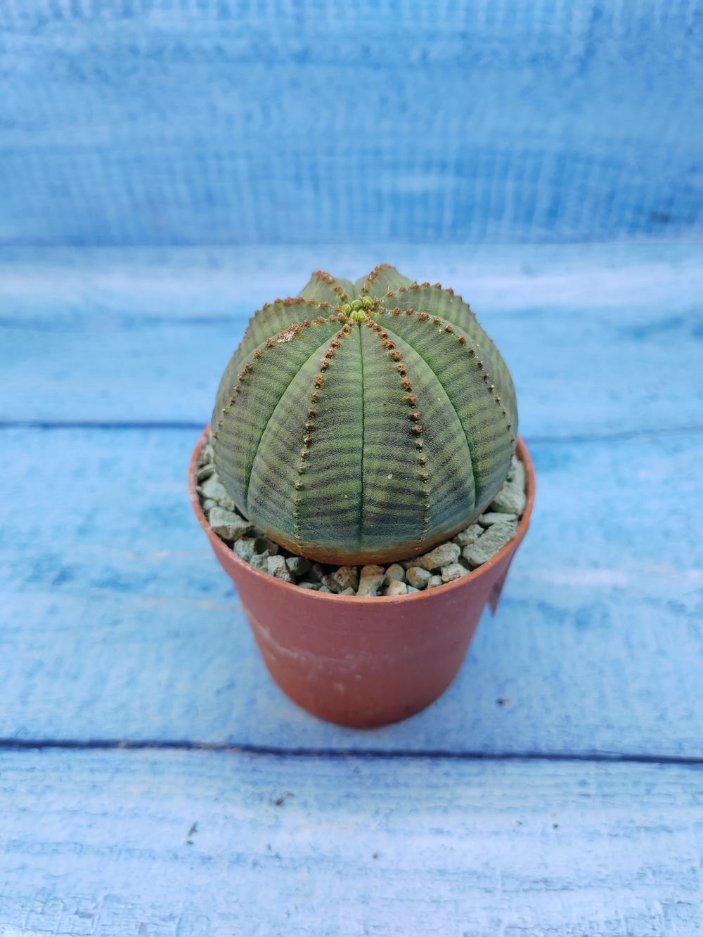 Euphorbia Obesa (Эуфорбия)
