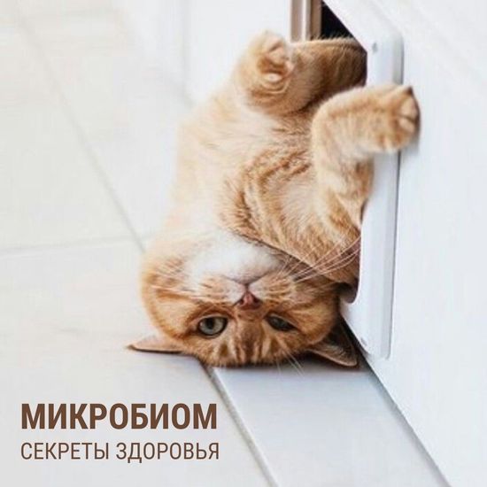 Микробиом: секреты здоровья