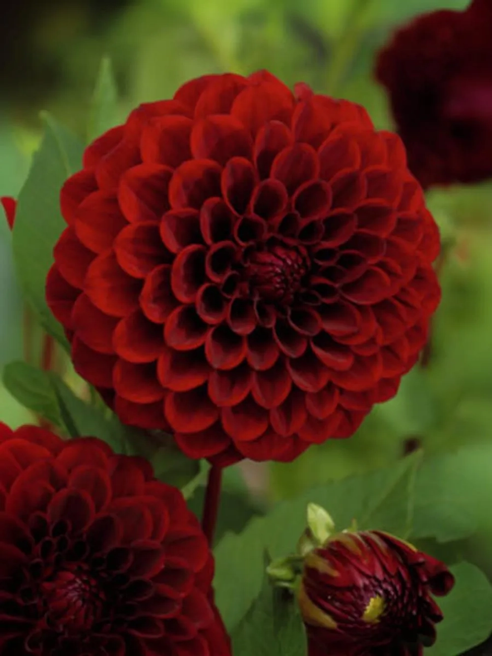 Георгин помпонный Блэк Даймонд