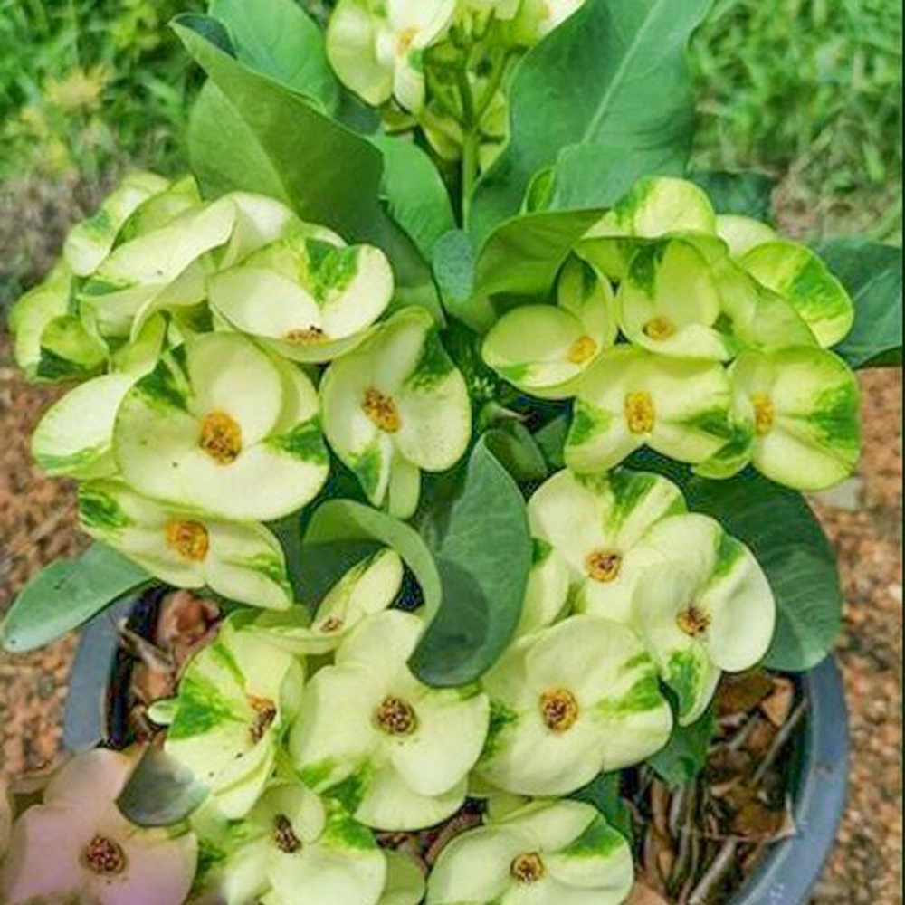 Эуфорбия Миля WAEW UDOM