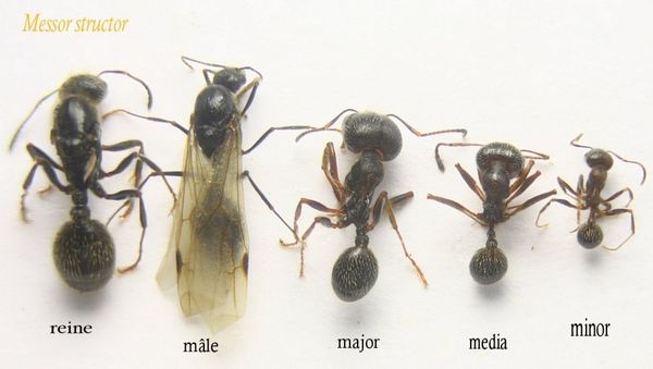 Муравьи-жнецы. Содержание муравьев Messor Structor с нуля
