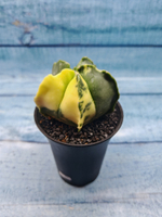 Astrophytum Myriostigma variagate (Астрофитум вариегатный)