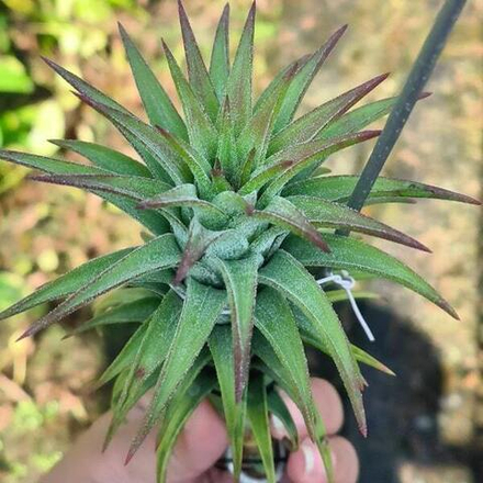 Тилландсия vanhyningii Red Dragon XL