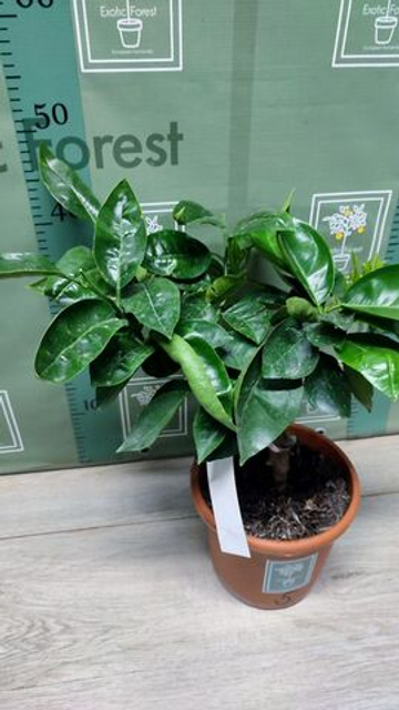 C. deliciosa “Sweet Sicily”