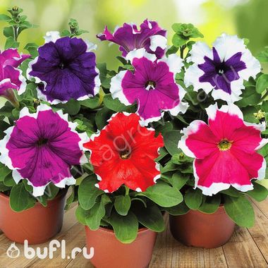 S60155 Петуния кустовая Grandiflora Frost Mix 10шт.