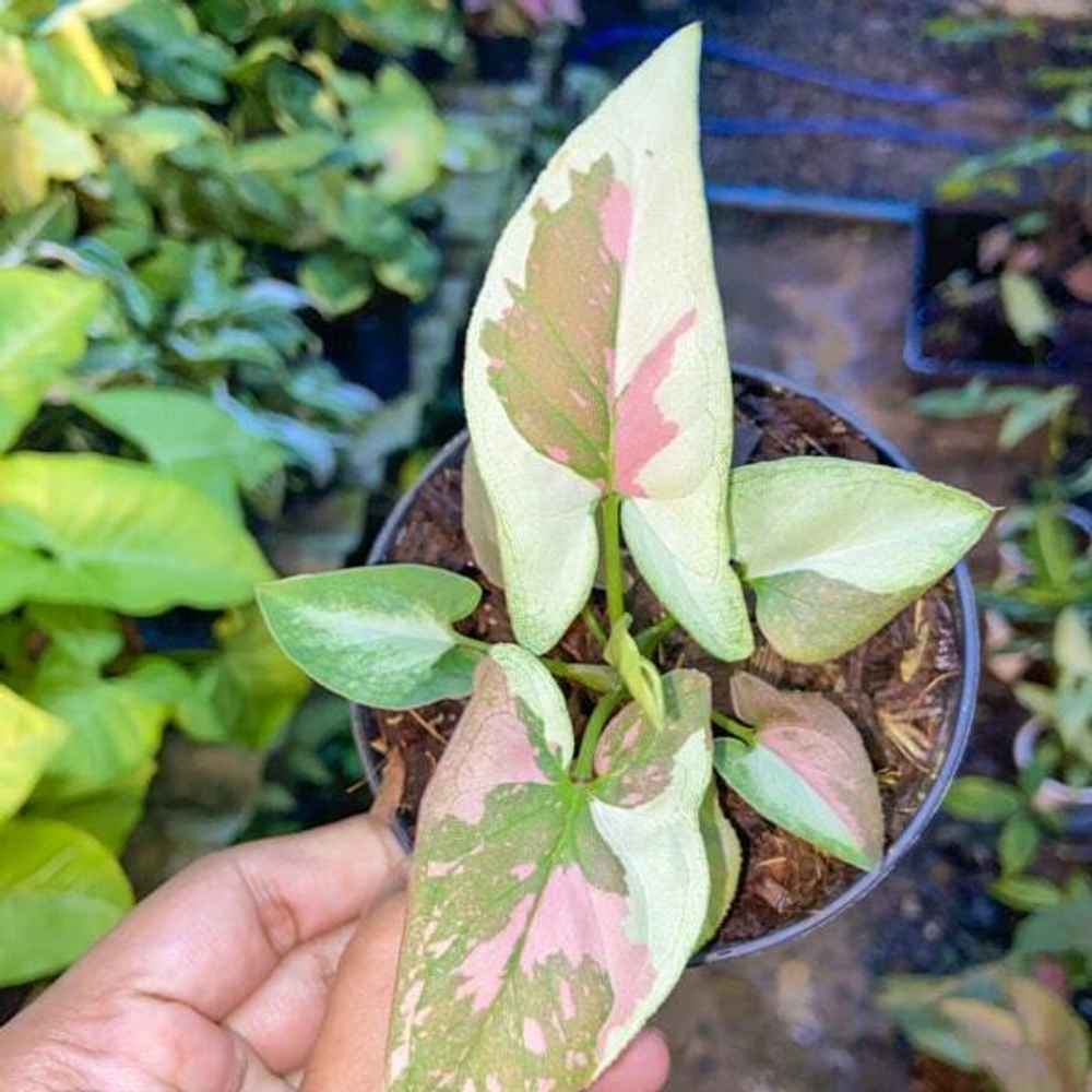 Сингониум TRICOLOR CHOCOLATE