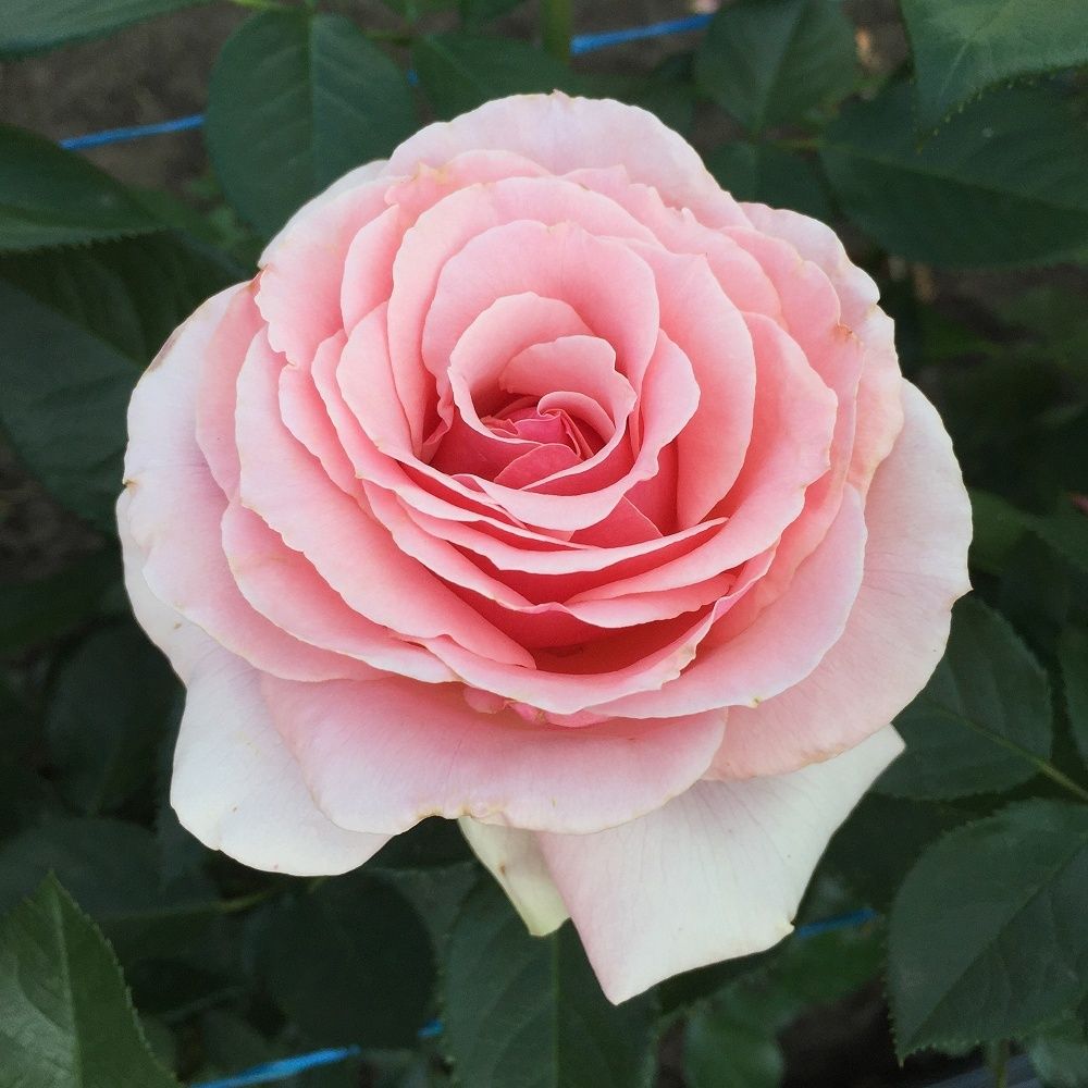 Поэзия (Poesie)