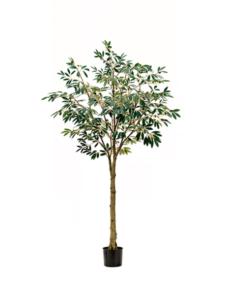 Олива Leccino 180см