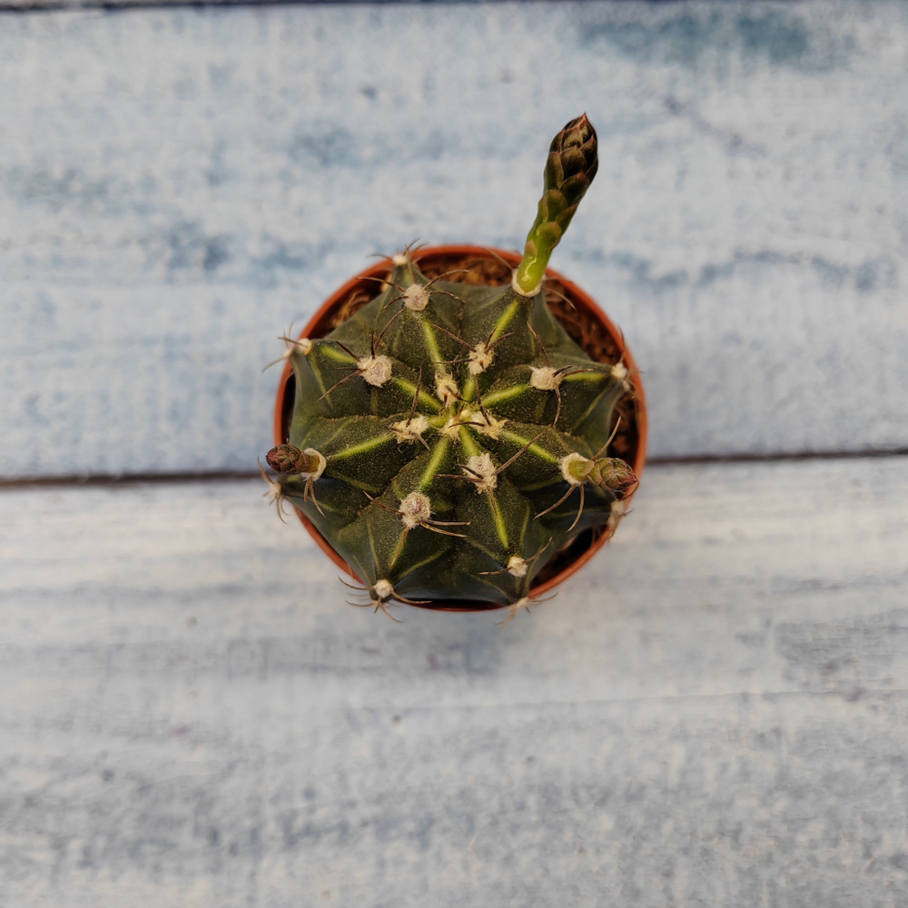 Gymnocalycium Friedrichii (Гимнокалициум)