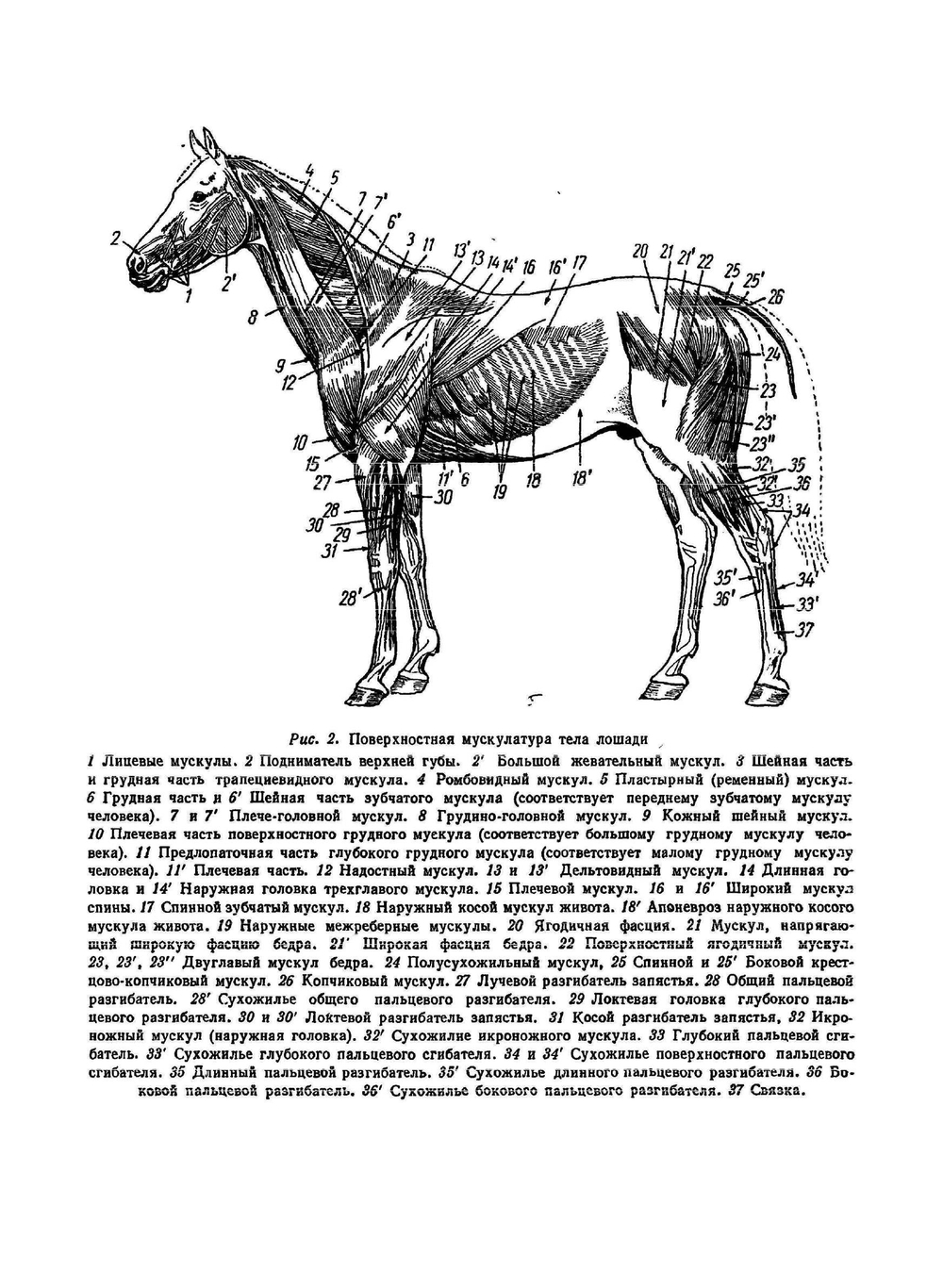 Как рисовать лошадь | А. Лаптев