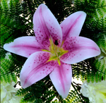 Венок ритуальный 55 см Лилии