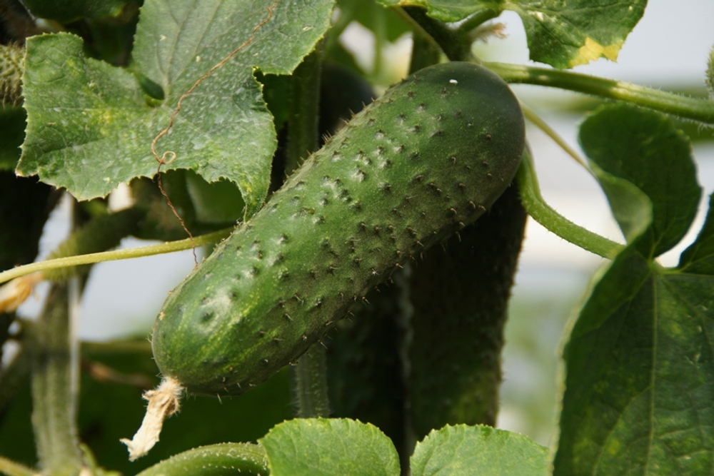 Огурец СВ 4097 ЦВ F1 (50шт) Витагрин Профи