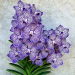 Папильонанда PDA OMAR PADRON