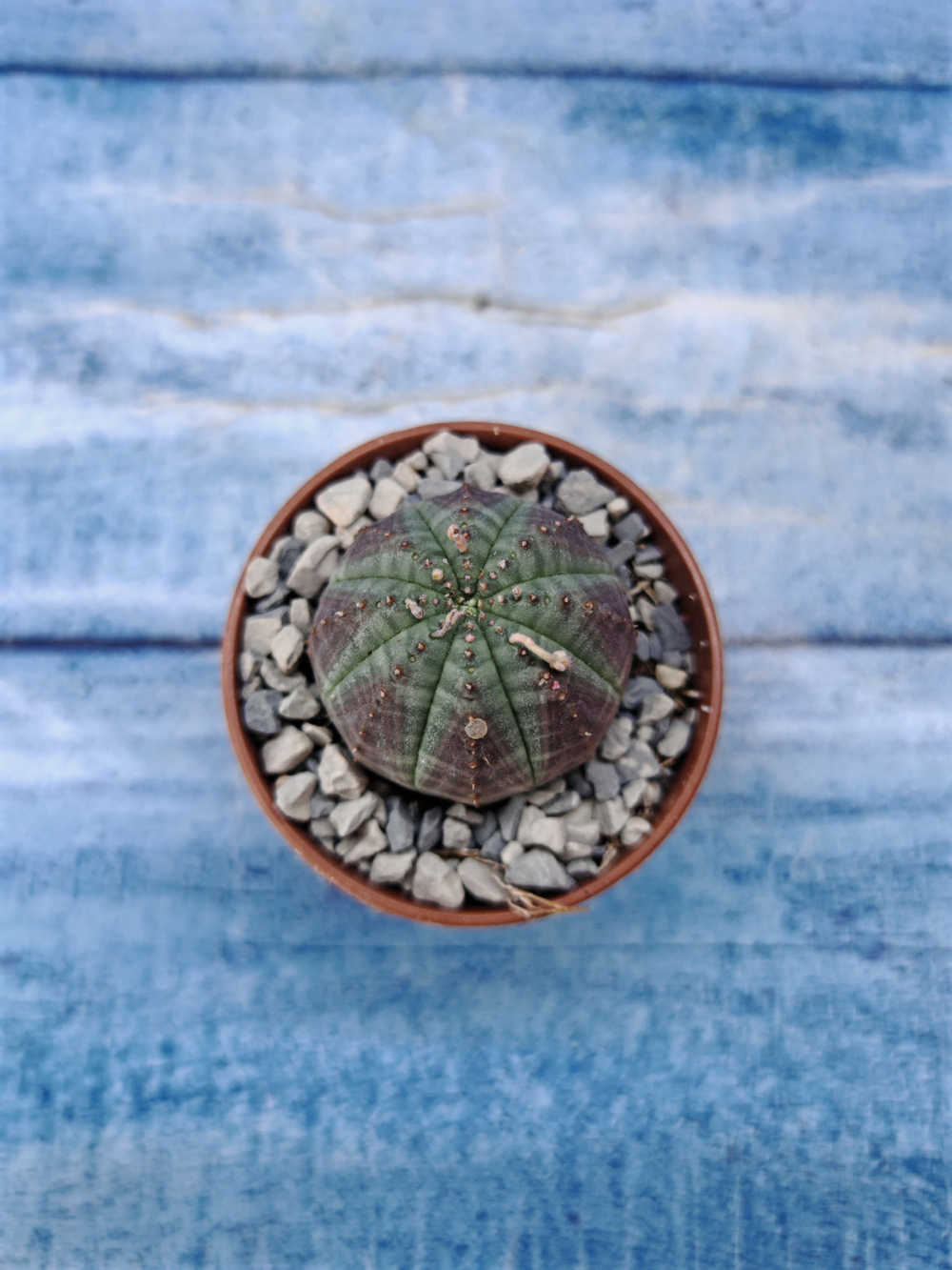 Euphorbia Obesa (Эуфорбия)