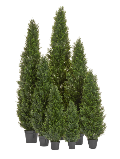 Туя уличная Брабант пушистая в-240 см 1/1 10.0224073/8N