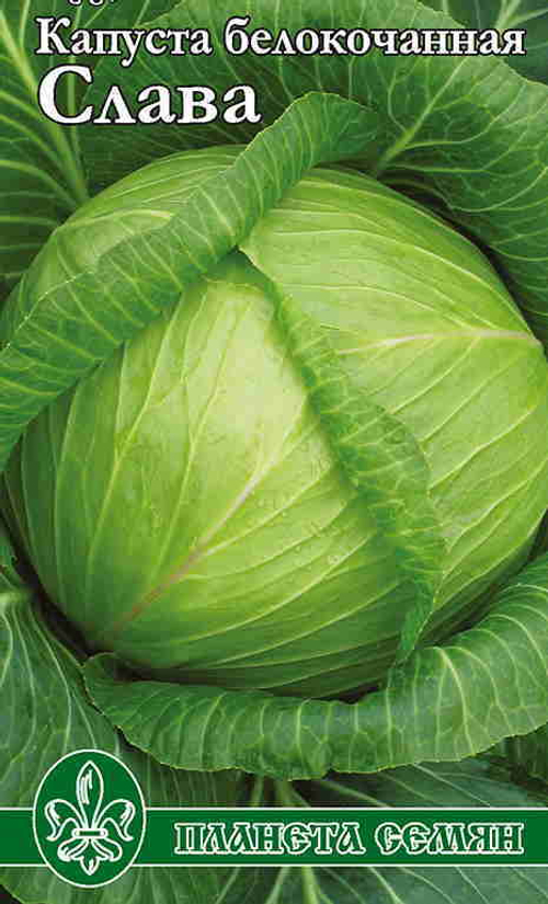 Капуста белокочанная Слава