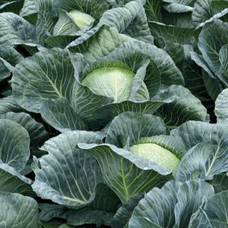 Капуста белокочанная Структа F1 2500 (семян)