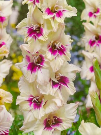 Гладиолусы на весну 26