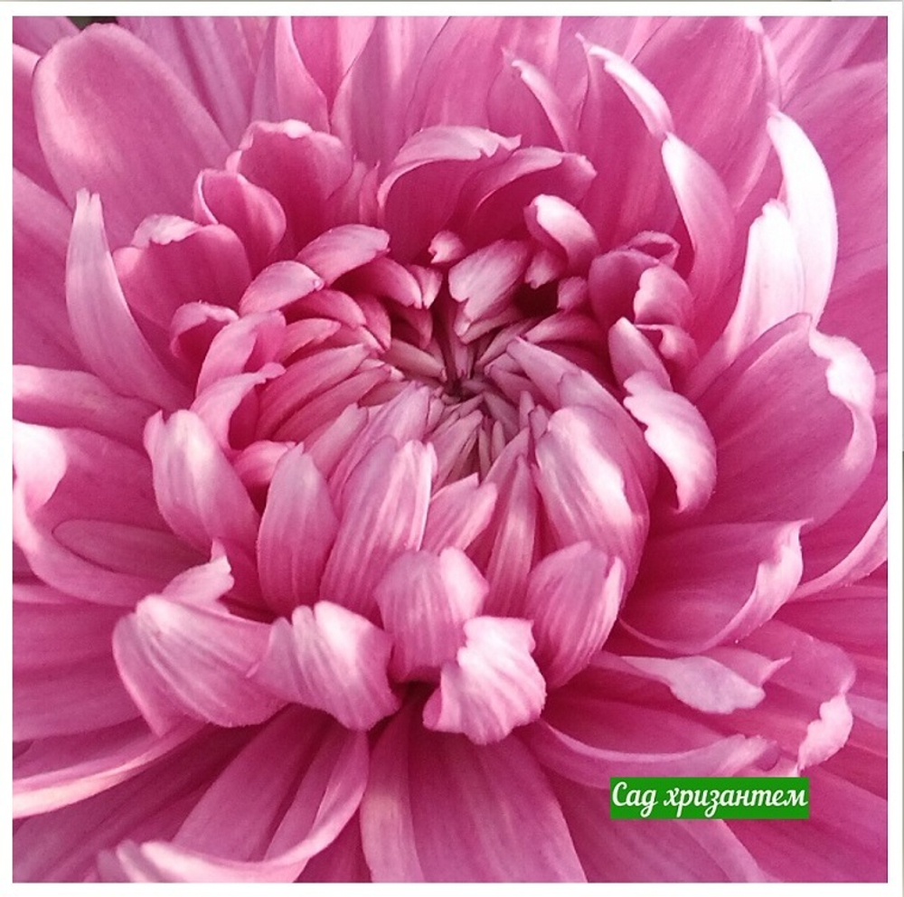 Хризантема одноголовая Resume ☘ о.55 (нет в наличии)