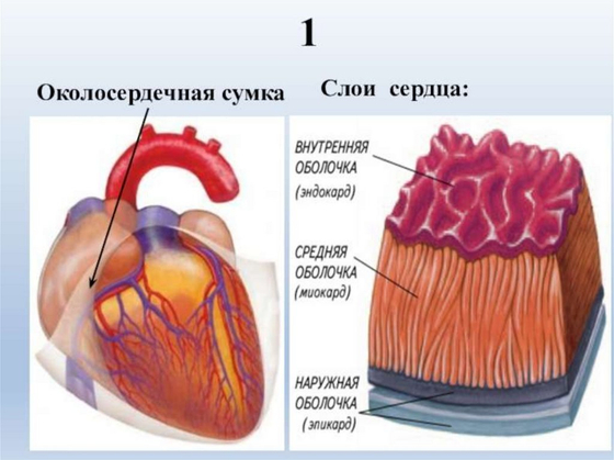 Комплект моделей "Строение сердца позвоночных"