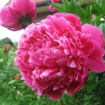 Пион Ред Сара Бернард