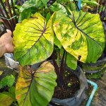 Колоказия PHARAOH MASK VAR