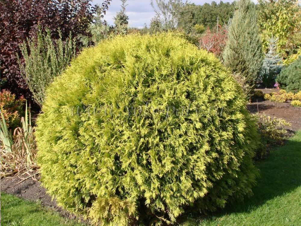 Туя западная Голден Глобе (Thuja occ. Golden Globe  d 30-40)