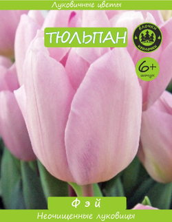 Тюльпан Луковица, Фэй, 6+ шт