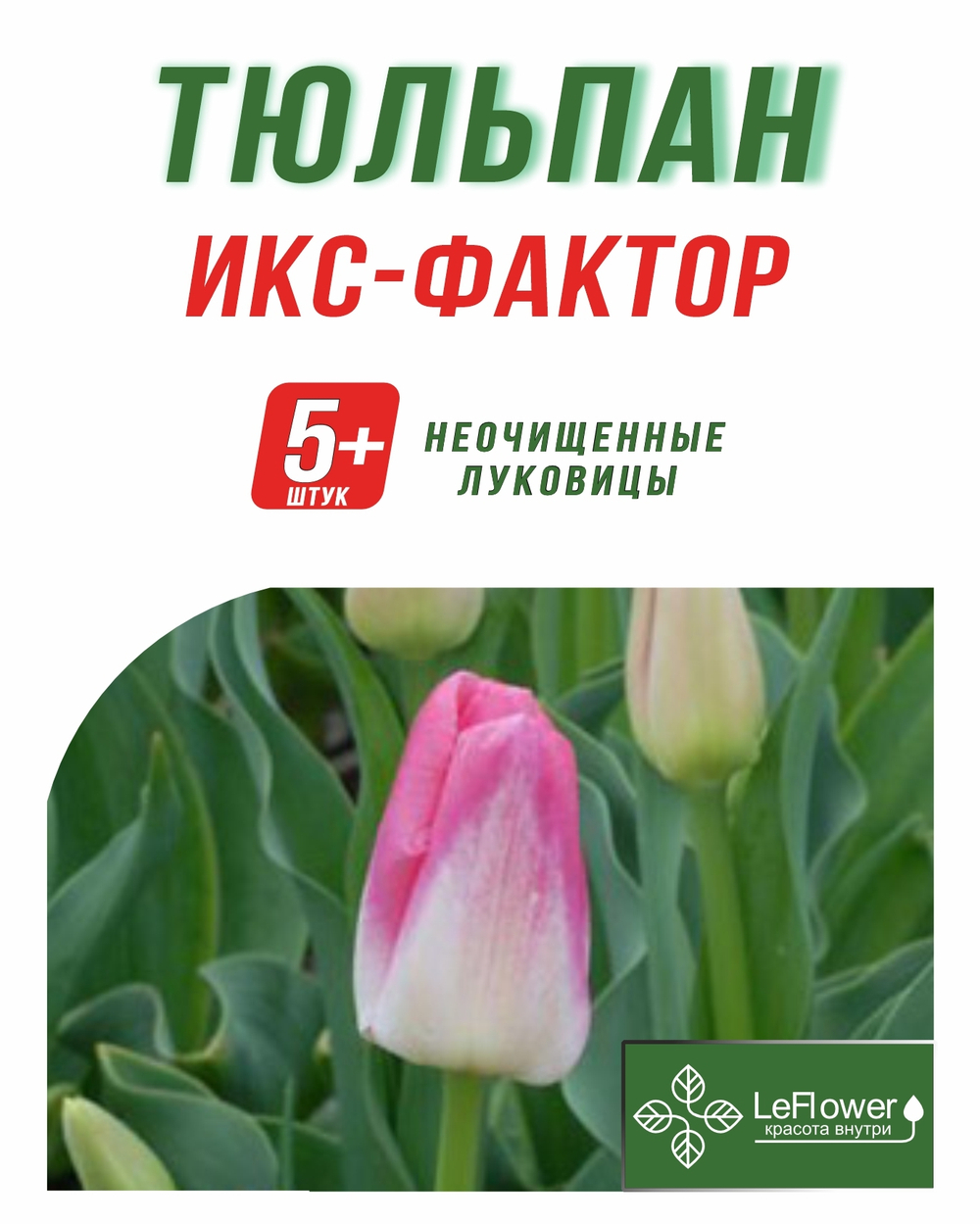 Тюльпан Луковица, Икс-Фактор, 5+ шт