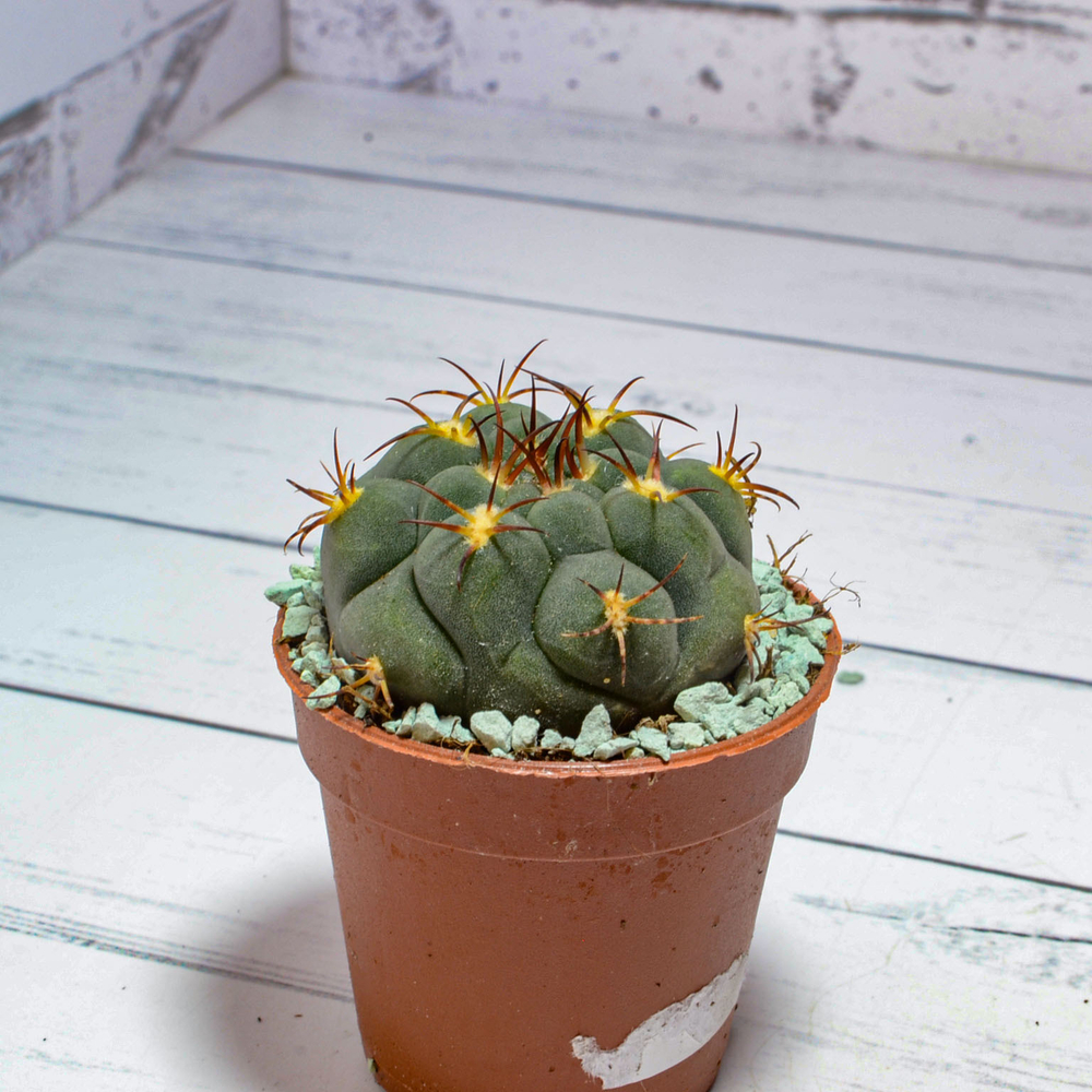Gymnocalycium Pflanzii (Гимнокалициум)