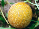 Царская семена дыни (ПОИСК)