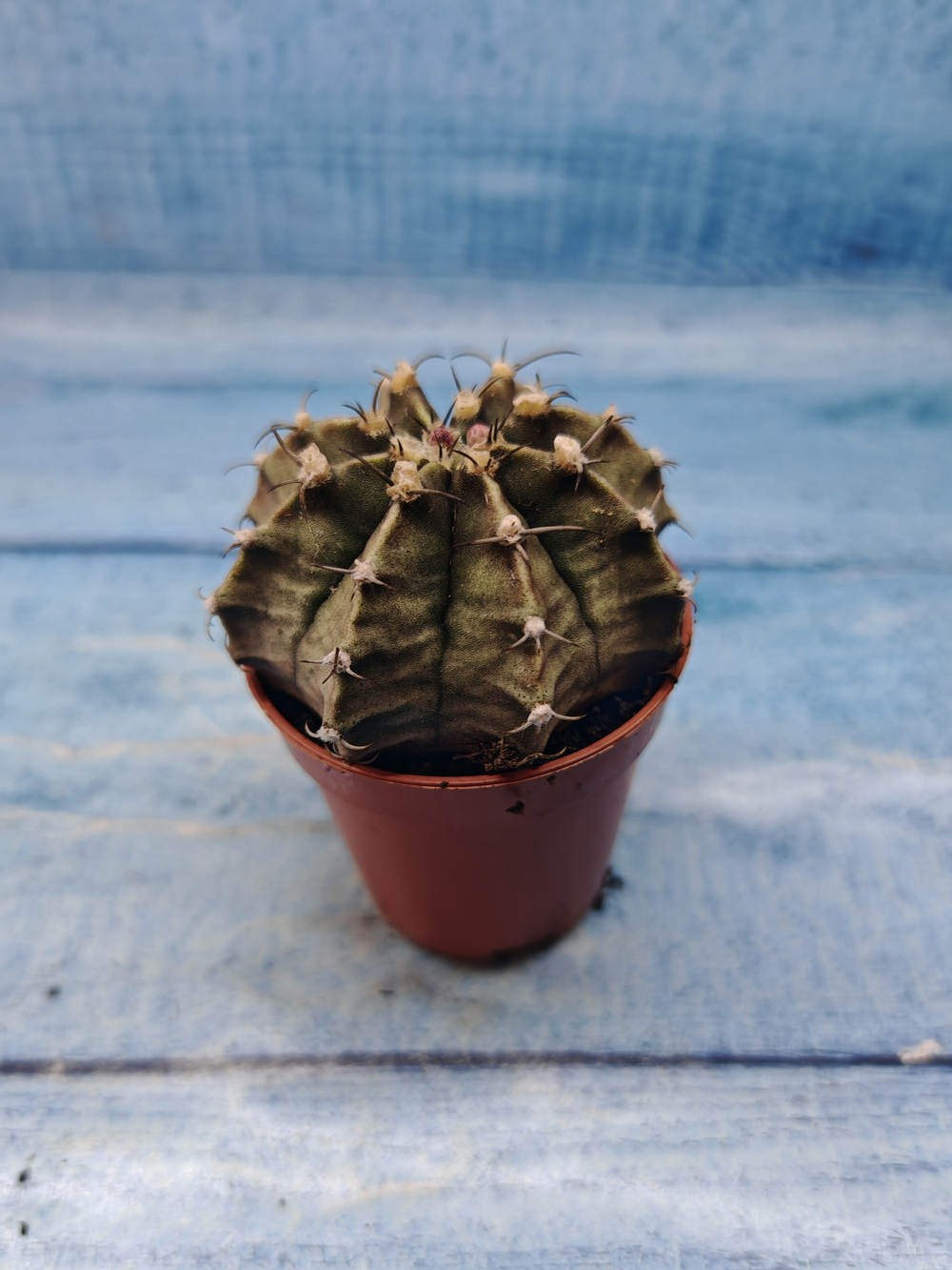 Gymnocalycium Friedrichii (Гимнокалициум)