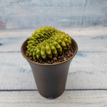 Gymnocalycium Spineless Crested form (Гимнокалициум Кристатный)