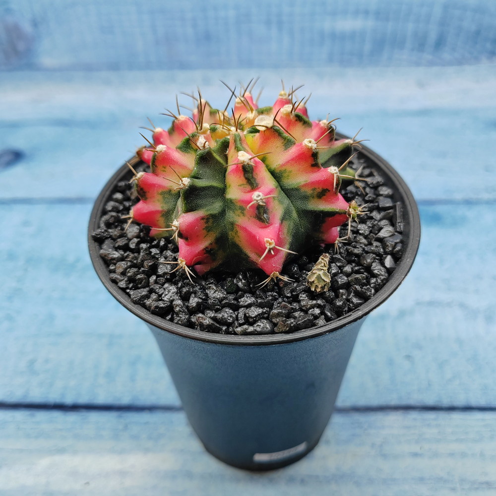 Gymnocalycium Variegata (Гимнокалициум Вариегатный)