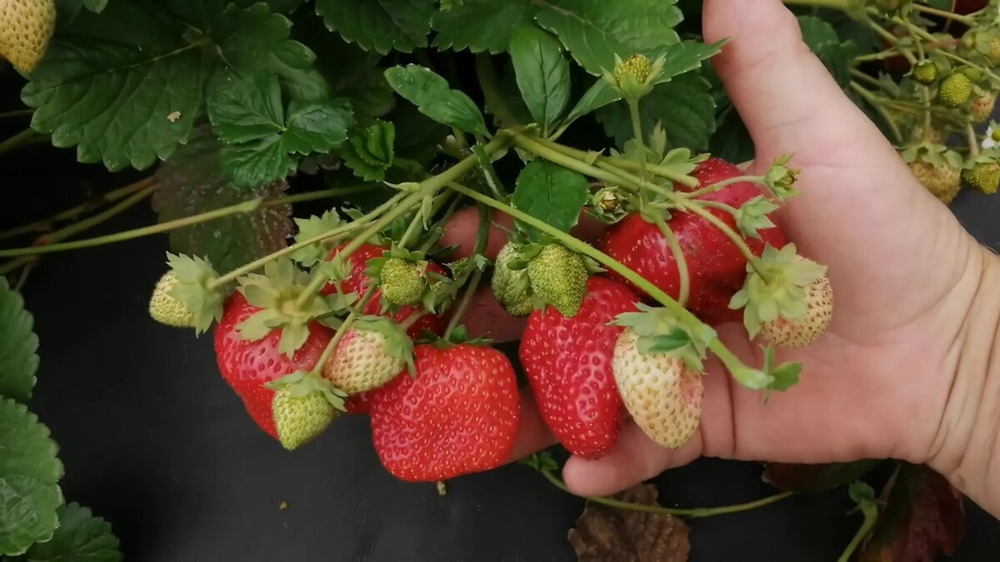 Крапо (Ремонтантный сорт)