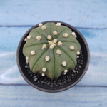 Astrophytum Asterias (Астрофитум)