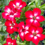 Адениум MICKIE MOUSE