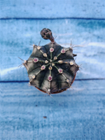 Gymnocalycium Friedrichii (Гимнокалициум)