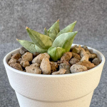 Сансевиерия TOOTH FAIRY