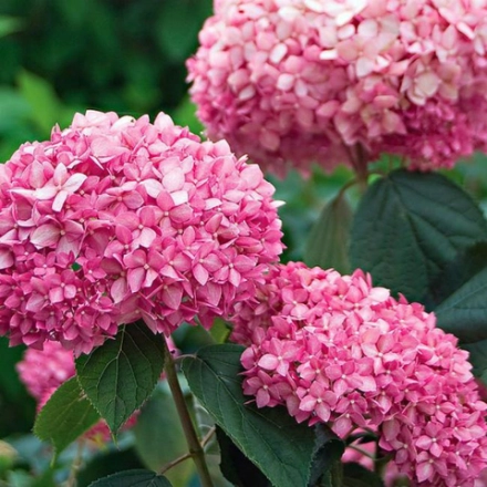 Гортензия "Pink Annabelle"