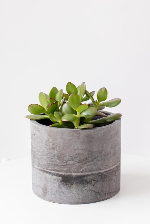 Крассула Овата Сансет