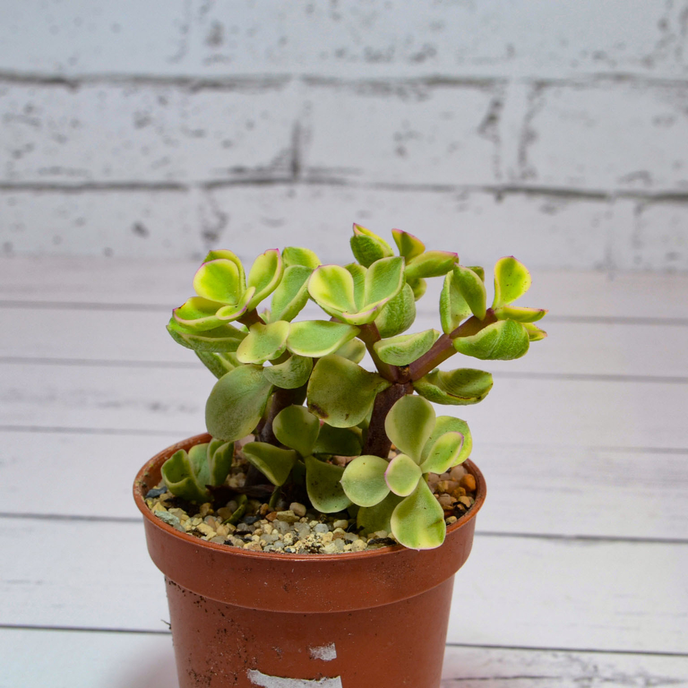 Portulacaria Afra Variegata (Портулакария)