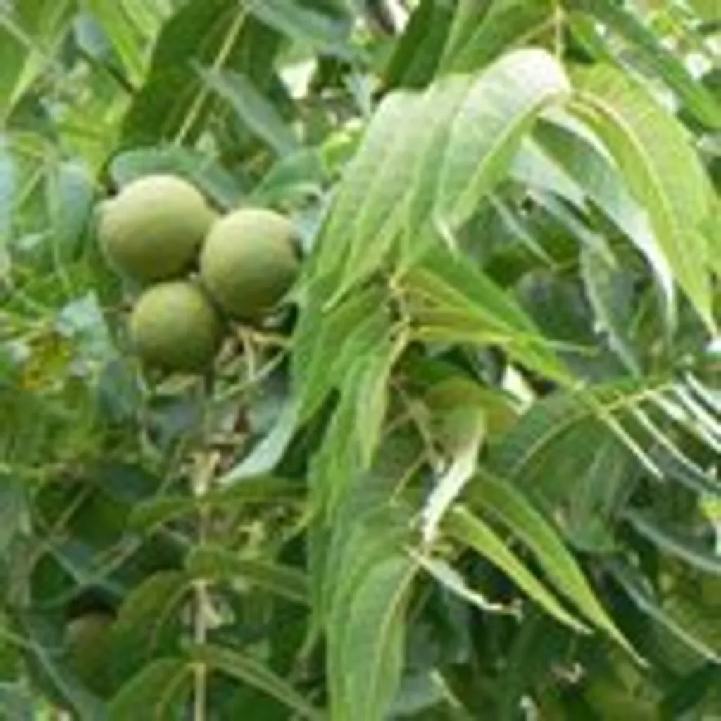 Черный орех (лист)